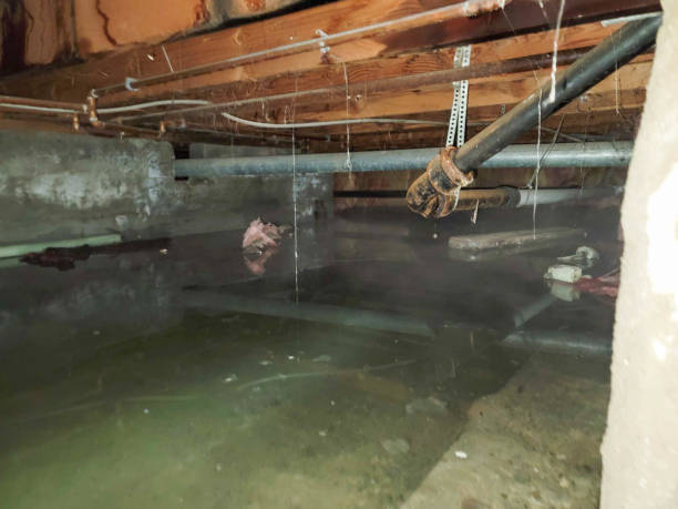Best Carpet water damage restoration  in Marion, MT