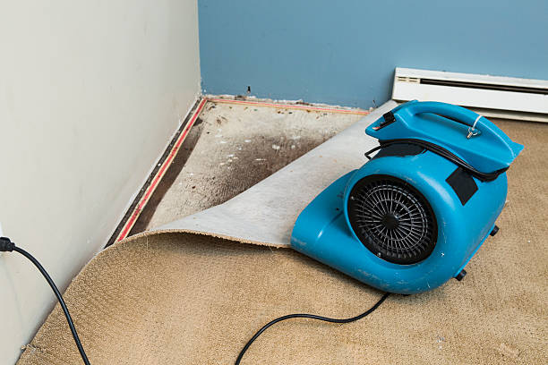 Best Professional water damage repair  in Marion, MT